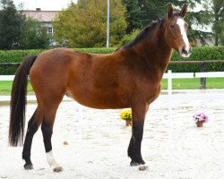 broodmare Emeraude de Riverland (Selle Français, 2014, from Quatro de Riverland)