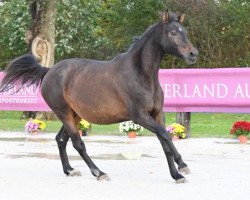 broodmare Venezia de Riverland (Selle Français, 2009, from Diamant de Semilly)