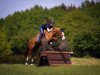 jumper Gaja 36 (German Riding Pony, 2014, from Quader)