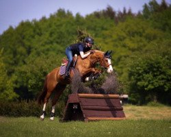 jumper Gaja 36 (German Riding Pony, 2014, from Quader)