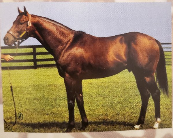 stallion Alleged xx (Thoroughbred, 1974, from Hoist The Flag xx)