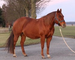 Zuchtstute Silent Gold Montana (Quarter Horse, 2009)