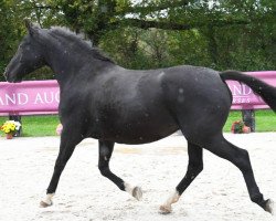 broodmare Estoria de Riverland (Selle Français, 2014, from Nabab de Rêve)