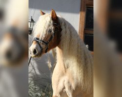 dressage horse Wisconsin 4 (Haflinger, 2014)