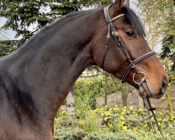 Springpferd Corsario (Deutsches Sportpferd, 2019, von Cocobell)