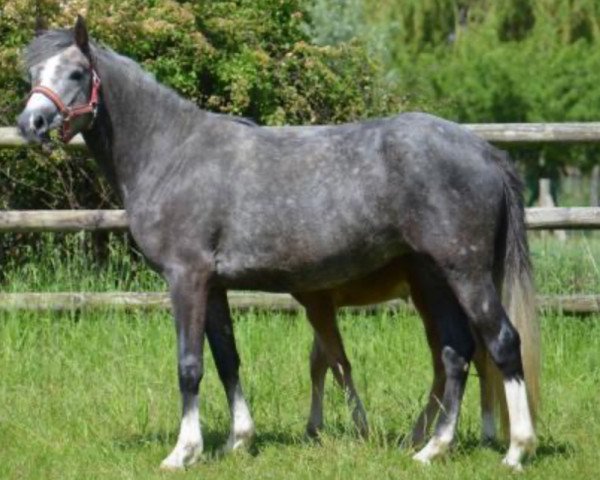 broodmare Bulle d'été (French Pony, 2011, from Dexter Leam Pondi)