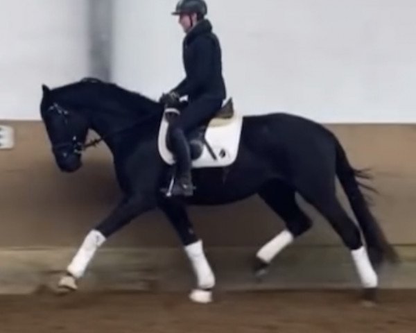 dressage horse Chocolat Noir 4 (Trakehner, 2019, from Singolo)