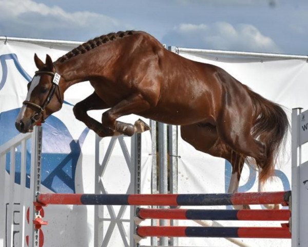 Deckhengst Havengers Templiers (Französisches Pony, 2017, von Ulk d'Ete)