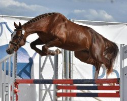 stallion Havengers Templiers (French Pony, 2017, from Ulk d'Ete)