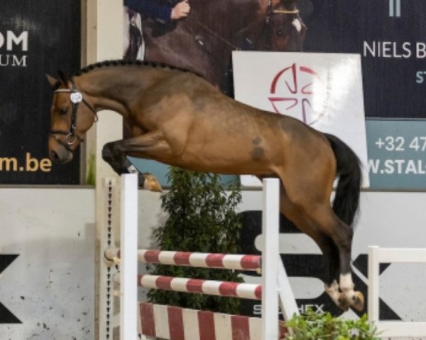 stallion Kamaki de Blonde (French Pony, 2020, from Ogrion des Champs)