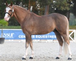 Deckhengst King Kong Star d'été (Französisches Pony, 2020, von Very Star Kerveyer)