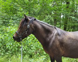 Pferd Otra vom Aubachtal (Islandpferd, 2005, von Hrafn vom Schloßberg)