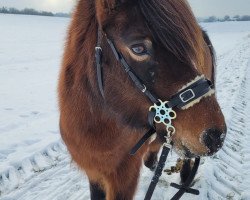 horse Tibra vom Hohwald (Iceland Horse, 2013, from Prudur fra Grof)