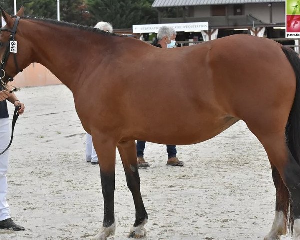 Zuchtstute Air Line du Lin (Welsh-Cob (Sek. D), 2010, von Machno Carwyn)