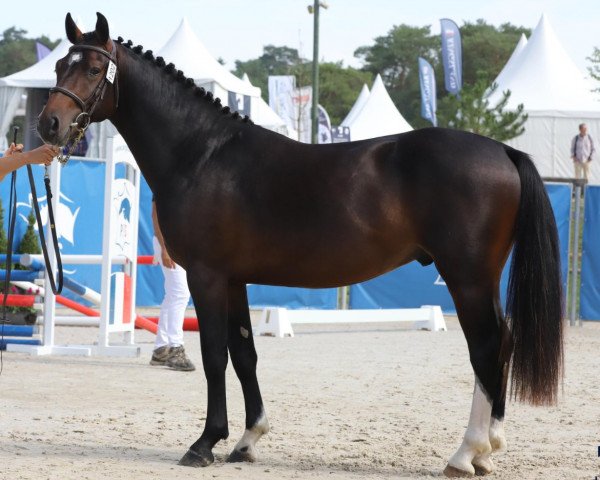 Springpferd l'Aigle Rouge du Lin (Französisches Pony, 2021, von Alto de Fougnard)