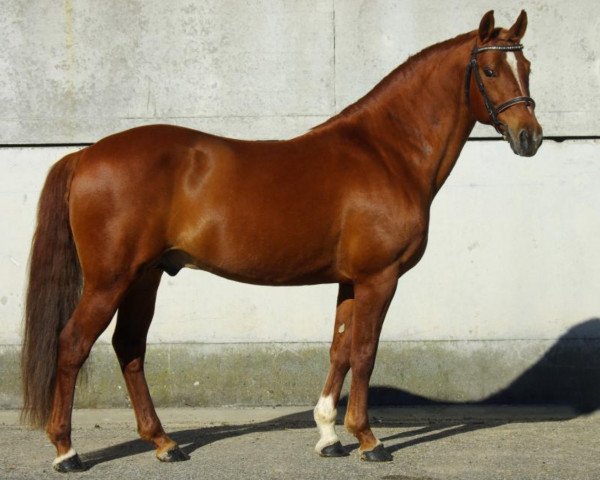 stallion Quoutsou (French Pony, 2004, from Nabor)