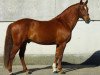 stallion Quoutsou (French Pony, 2004, from Nabor)