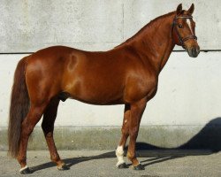 stallion Quoutsou (French Pony, 2004, from Nabor)