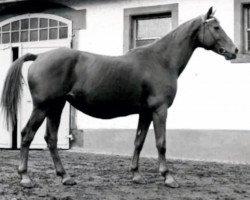 broodmare Blizza (Trakehner, 1963, from Carajan)