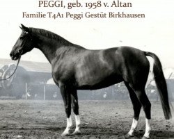 broodmare Peggi (Trakehner, 1958, from Altan)