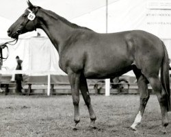 broodmare Harda (Trakehner, 1966, from Prince Rouge xx)