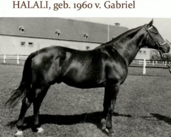 Deckhengst Halali (Trakehner, 1960, von Gabriel)