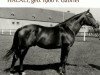 stallion Halali (Trakehner, 1960, from Gabriel)