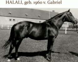 stallion Halali (Trakehner, 1960, from Gabriel)