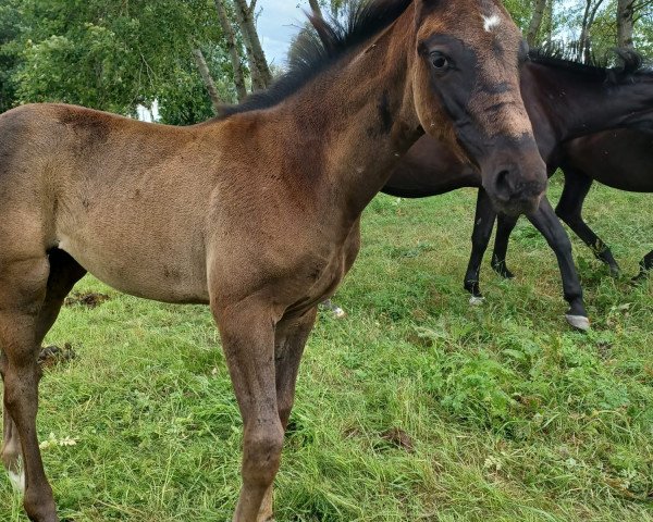 Springpferd Monalisa VNL (Hannoveraner, 2023, von Babylon Berlin)