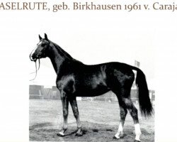 Zuchtstute Haselrute (Trakehner, 1961, von Carajan)