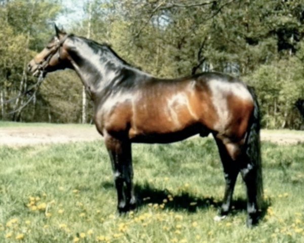 stallion Mahagoni (Trakehner, 1974, from Pasteur xx)
