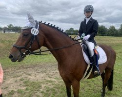 jumper Full Speedy (German Sport Horse, 2009, from Full Speed)