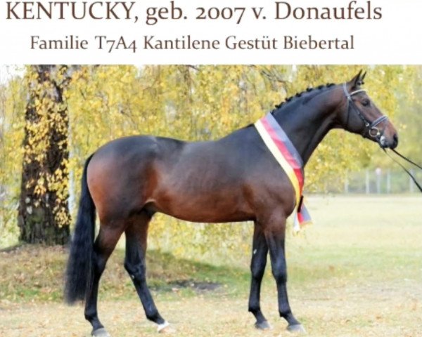 stallion Kentucky (Trakehner, 2007, from Donaufels)