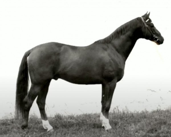 stallion Kassio (Trakehner, 1963, from Abglanz)