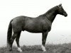 stallion Kassio (Trakehner, 1963, from Abglanz)