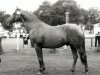 stallion Gelria (Trakehner, 1975, from Kassio)