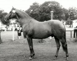 stallion Gelria (Trakehner, 1975, from Kassio)