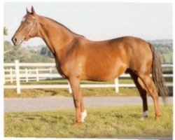 stallion Kesberoy ox (Arabian thoroughbred, 1973, from Saint Laurent 1948 ox)