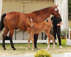 broodmare Lissy (Westphalian, 2009, from Lissabon 29)