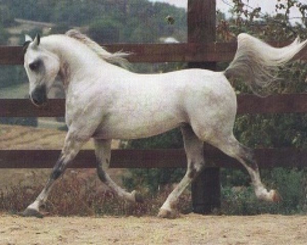 Deckhengst NA Colt ox (Vollblutaraber, 1986, von Warandes Plakat ox)