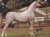 stallion Warandes Plakat ox (Arabian thoroughbred, 1981, from Plakat ox)