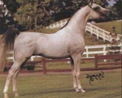 stallion Warandes Plakat ox (Arabian thoroughbred, 1981, from Plakat ox)