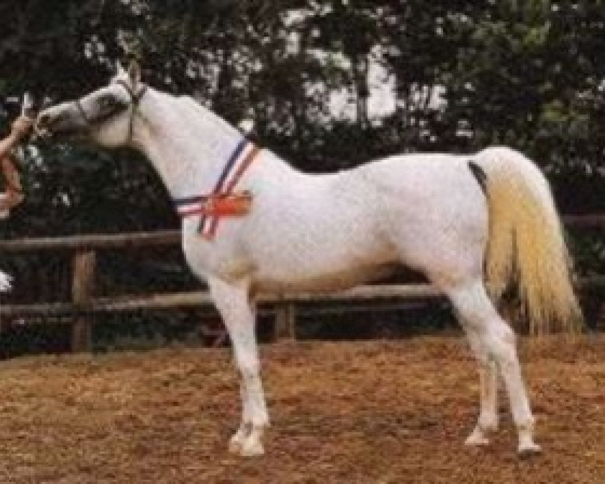 Deckhengst Plakat ox (Vollblutaraber, 1970, von Aswan 1958 EAO)