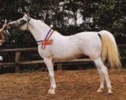 stallion Plakat ox (Arabian thoroughbred, 1970, from Aswan 1958 EAO)