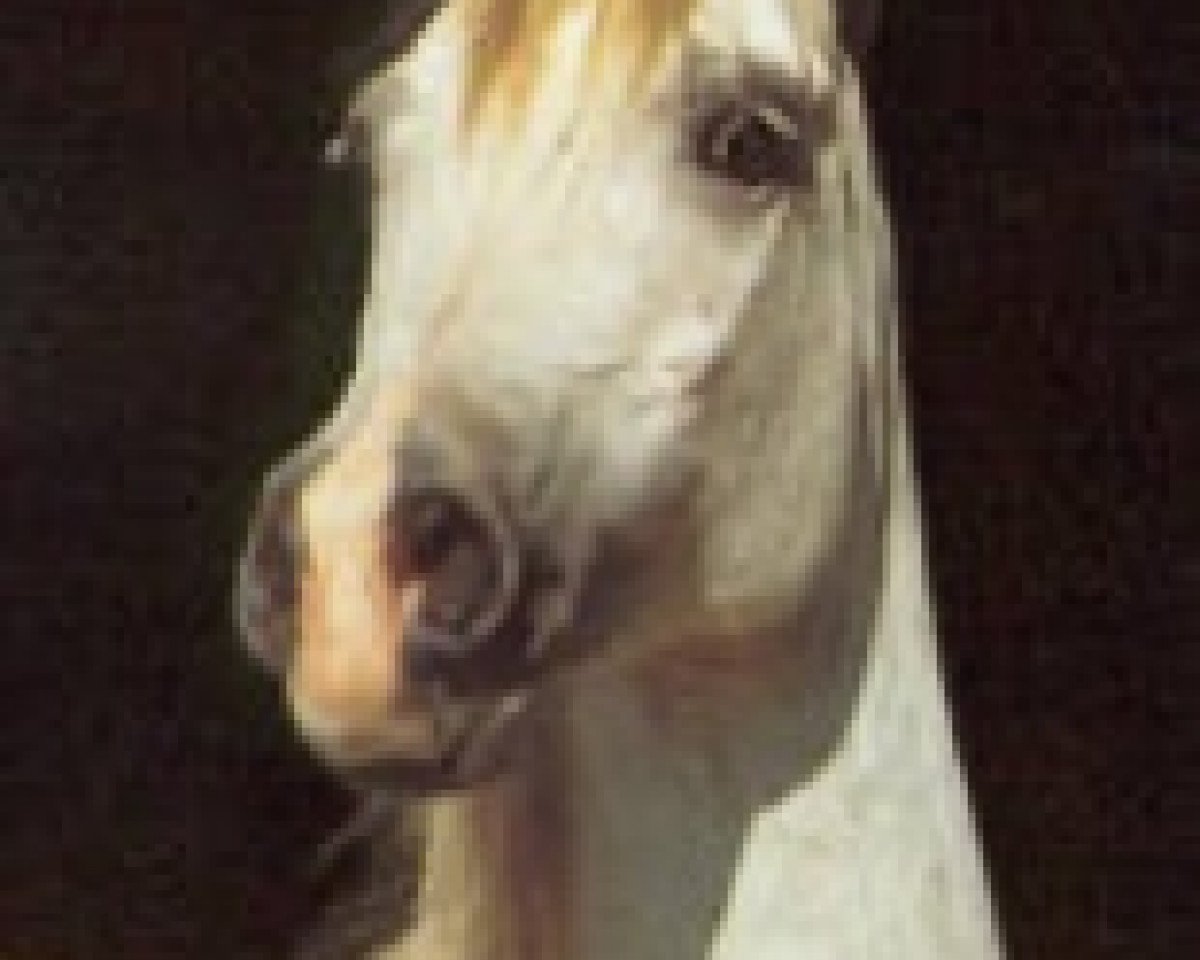 broodmare Hamira ox (Thoroughbred, 1979, from Euben 1972 ox)