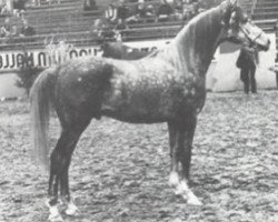 stallion Pentagon ox (Arabian thoroughbred, 1974, from Gon ox)