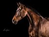 dressage horse Charles jack remonte (Zweibrücken, 2012, from Chalabre II)