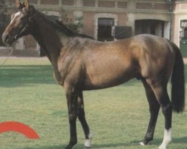 horse Cariellor xx (Thoroughbred, 1981, from Fabulous Dancer xx)