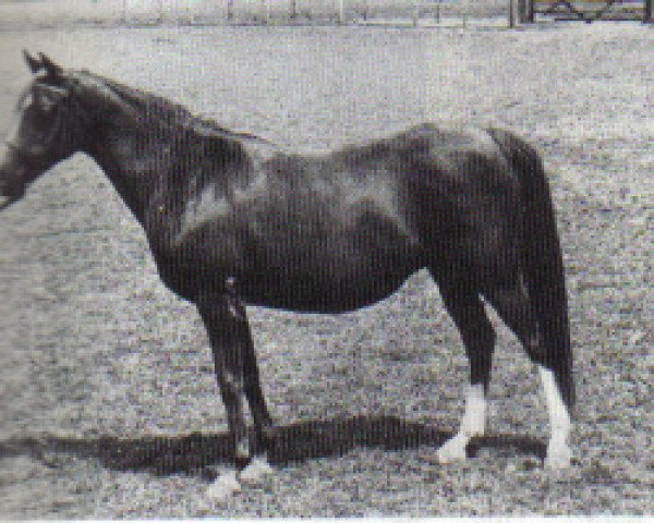 broodmare Golden Gilt ox (Arabian thoroughbred, 1968, from Bright Shadow 1948 ox)