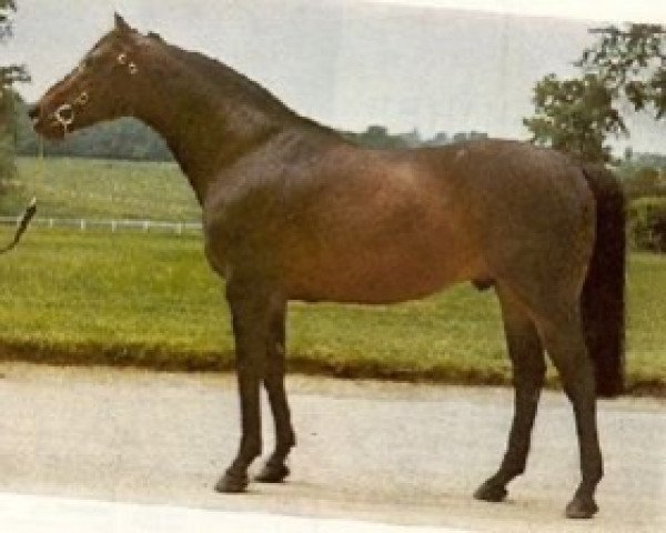 stallion Timmy Lad xx (Thoroughbred, 1961, from Tim Tam xx)